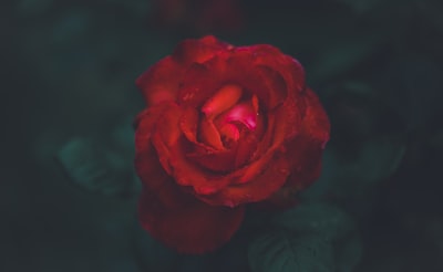 红玫瑰浅焦点摄影